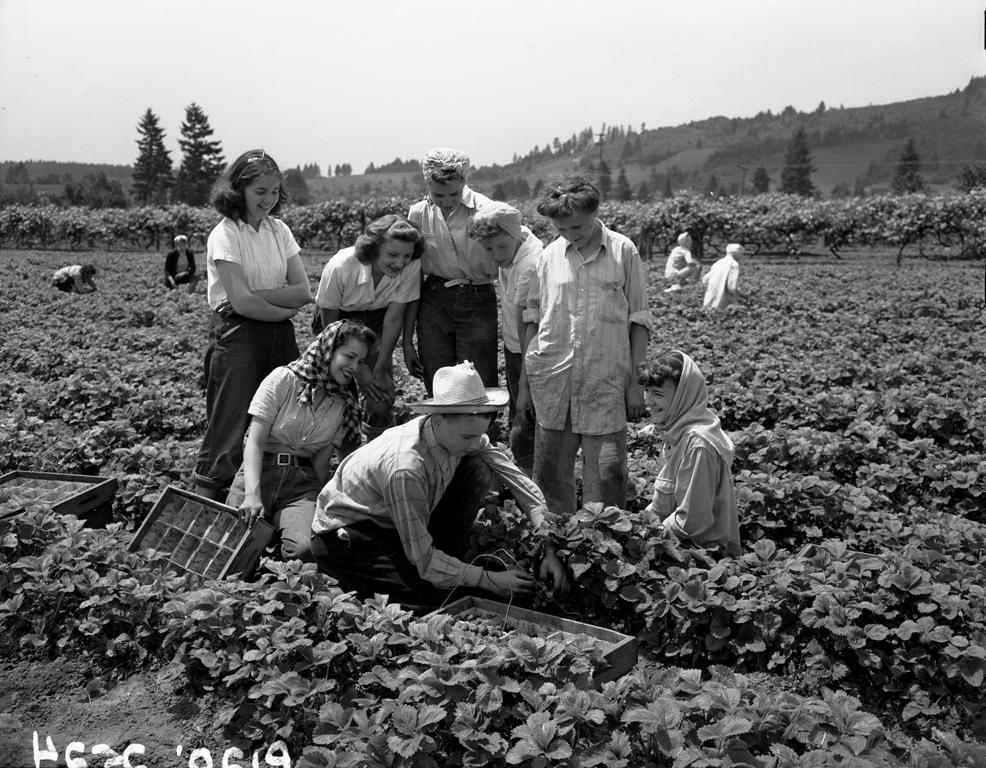 12 Things That Were Normal in a Jam Factory in 1960 That Frozen Fruit Has Made Unnecessary