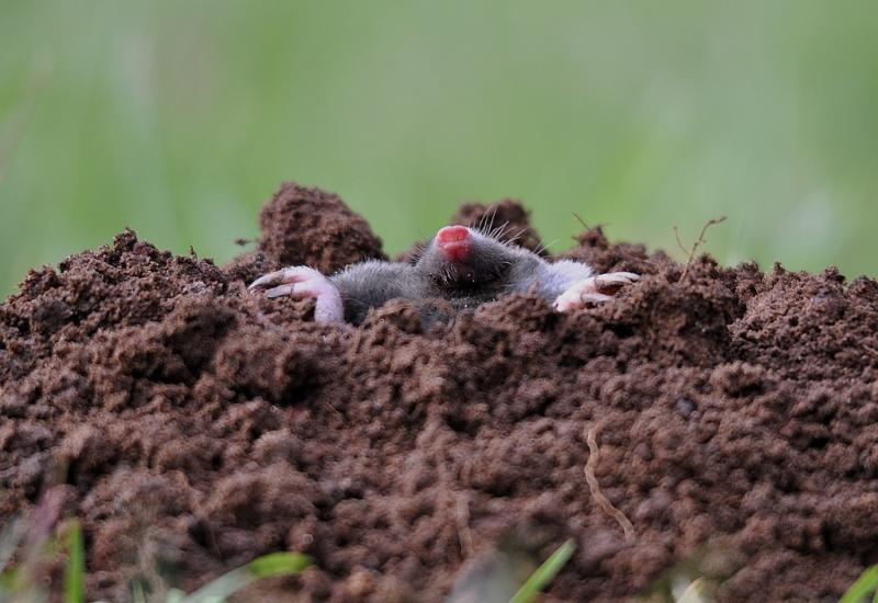Molehill