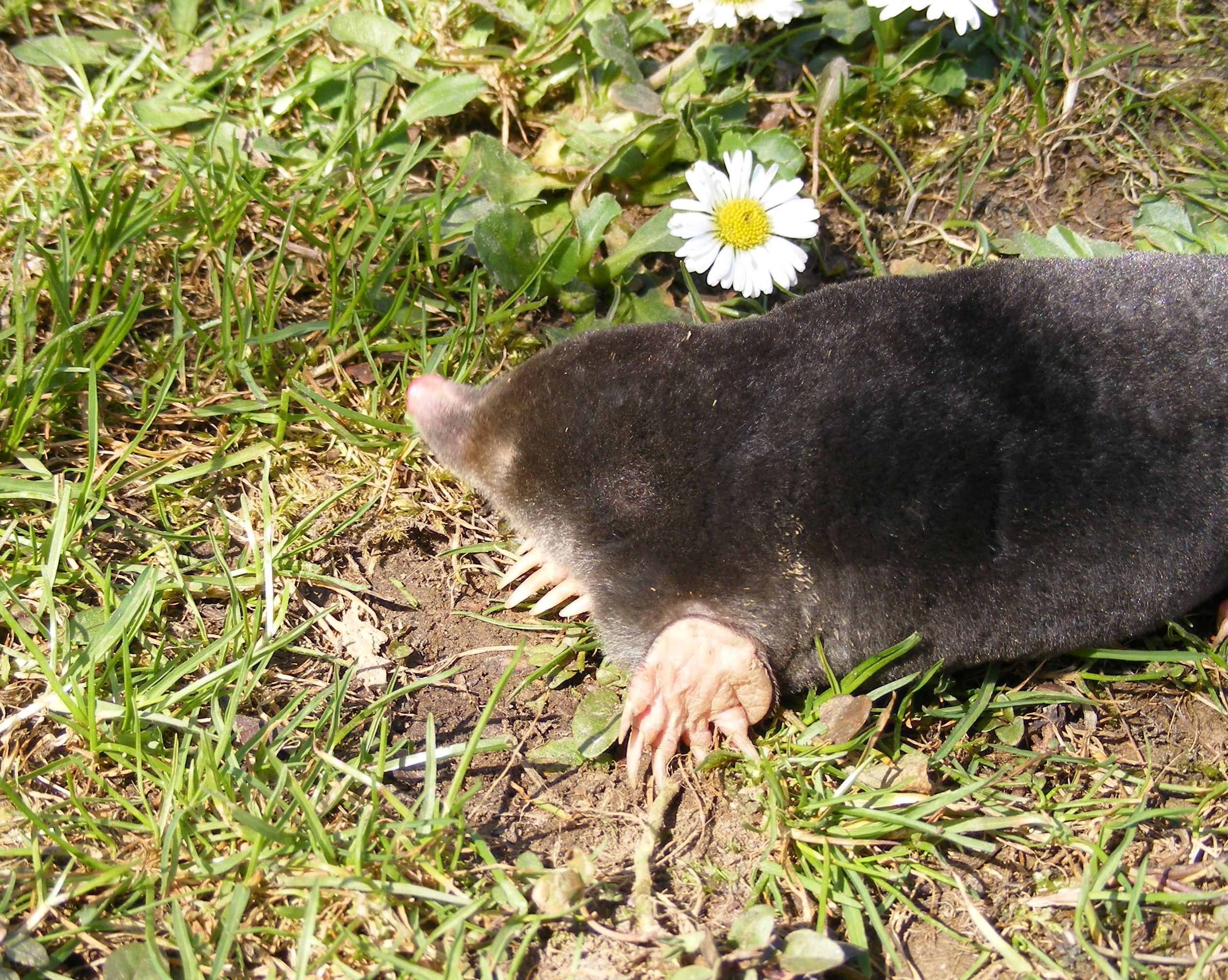 Molehill