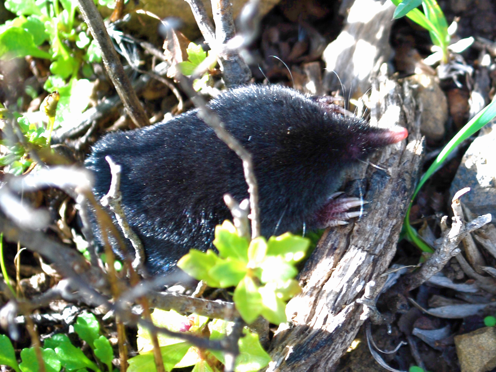 Molehill