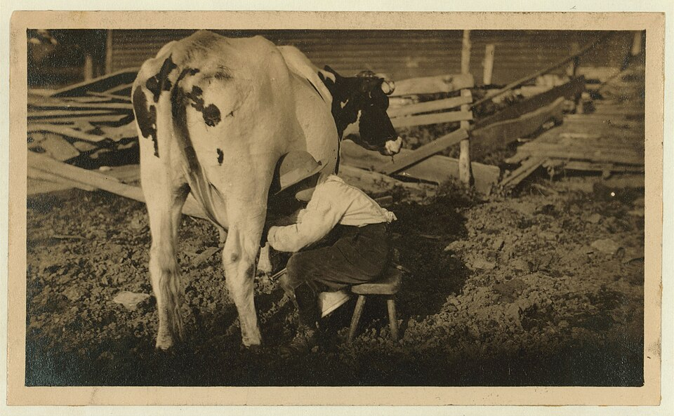 12 Things That Were Normal on an American Dairy Farm in 1960, and Which 6 Would Now Shut the Farm Down
