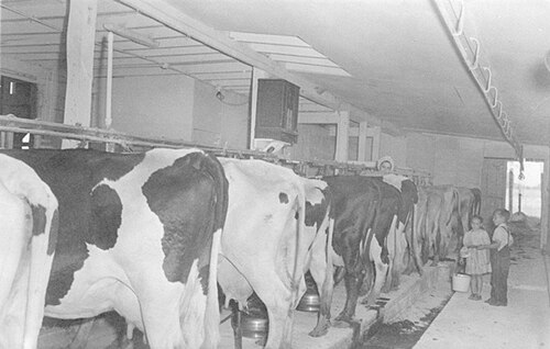 Dairy Farm