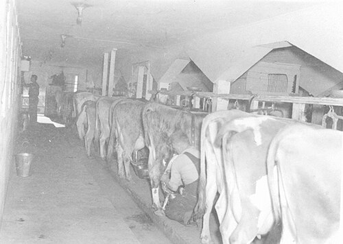 Dairy Farm