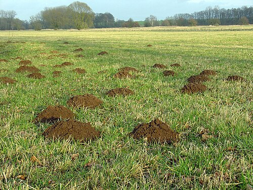 Molehill