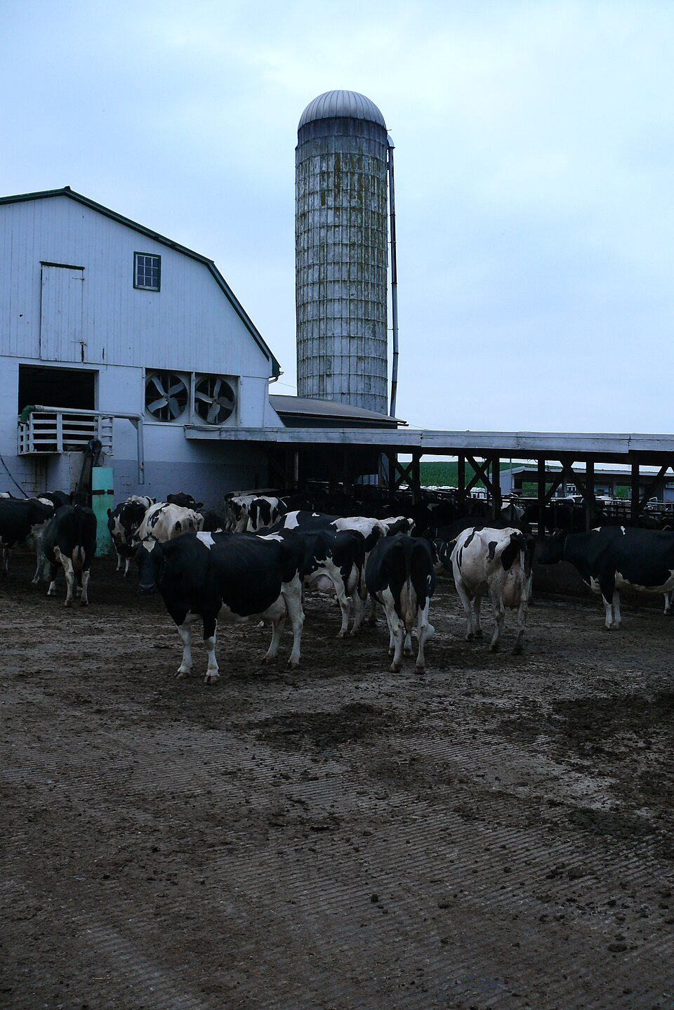 Dairy Farm