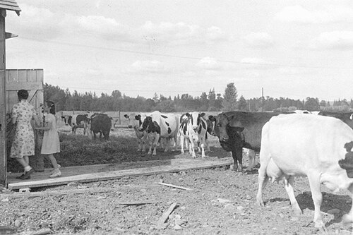 Dairy Farm