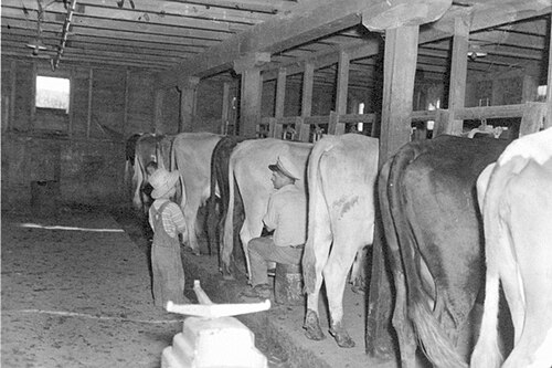 Dairy Farm
