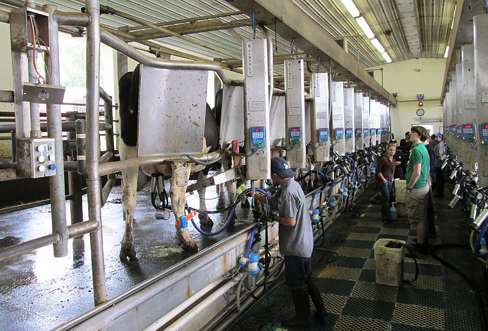 Dairy Farm