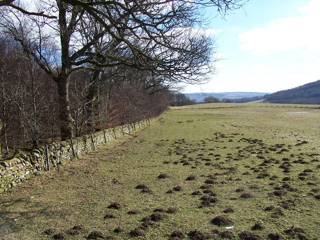 Molehill