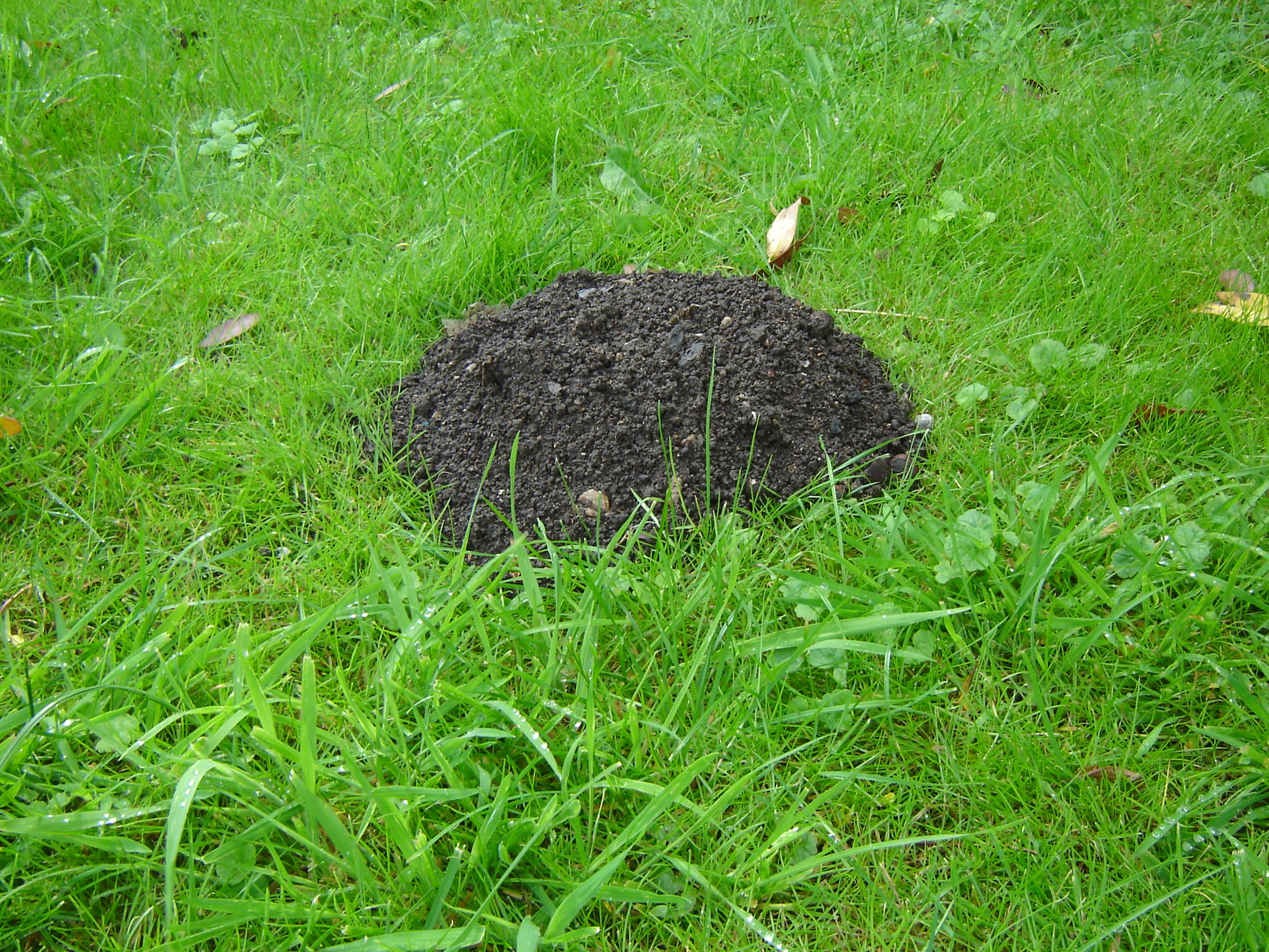 Molehill