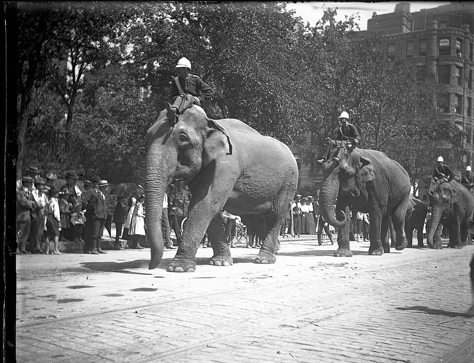 Circus