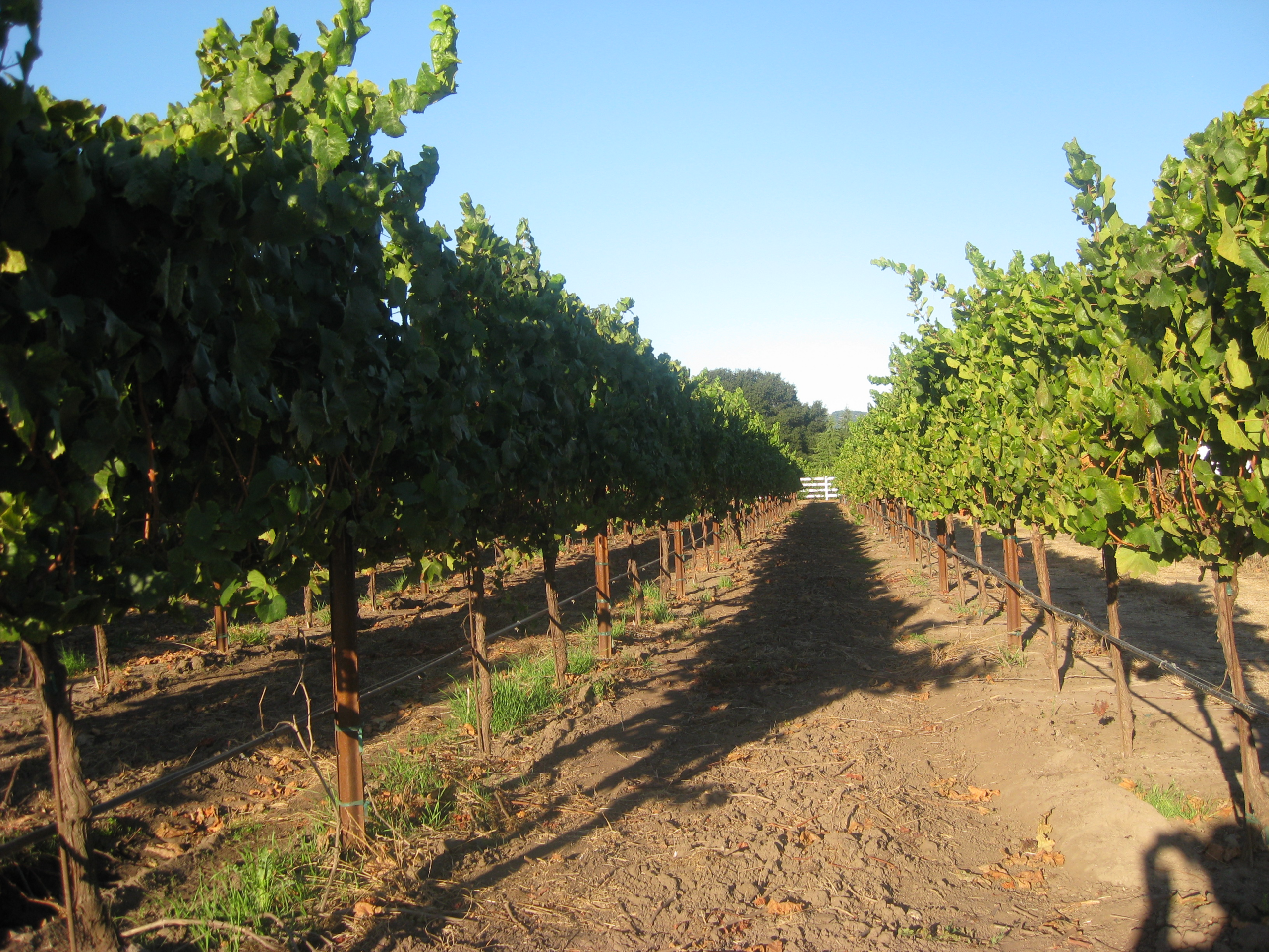 Winery