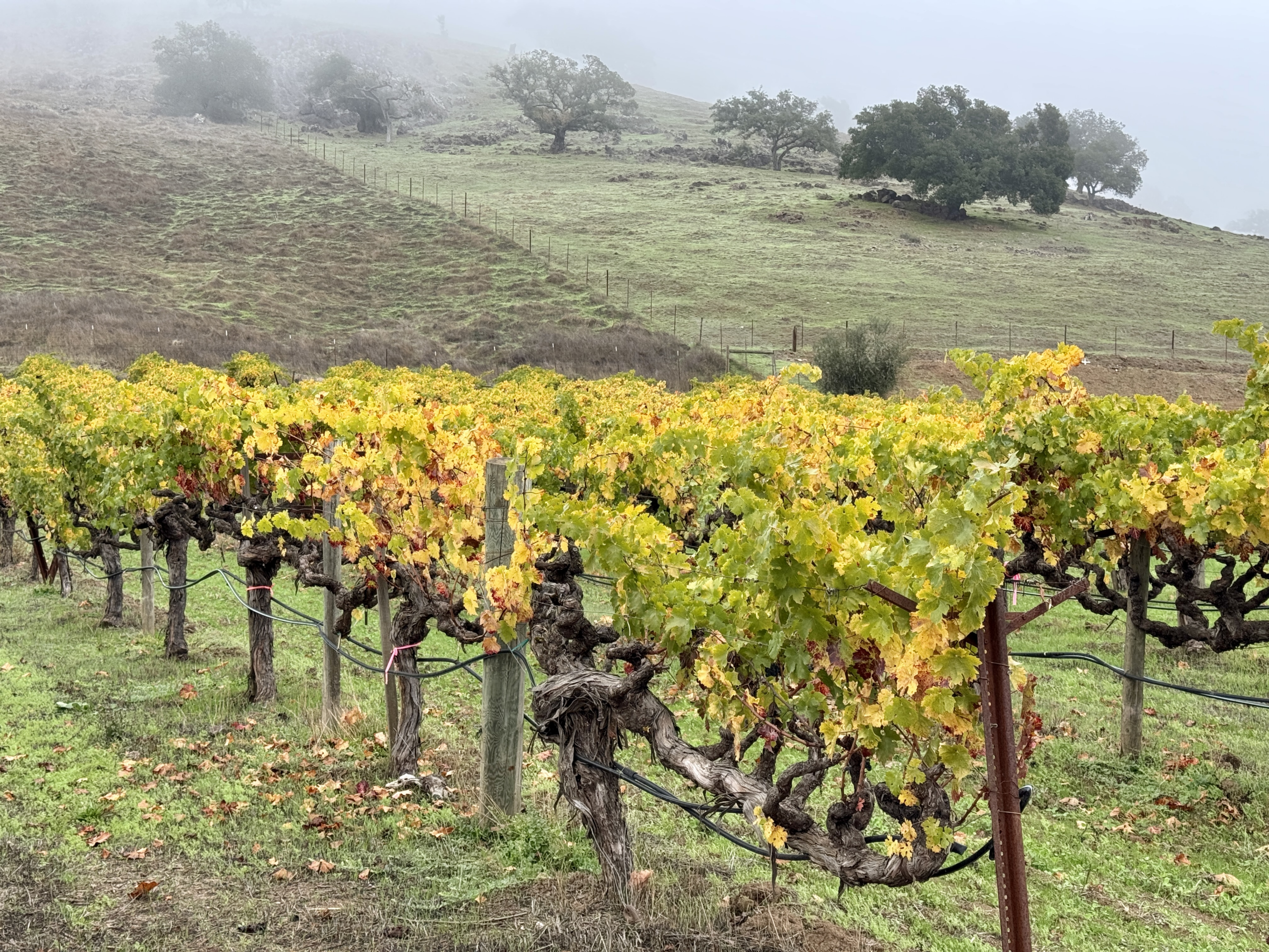 Winery