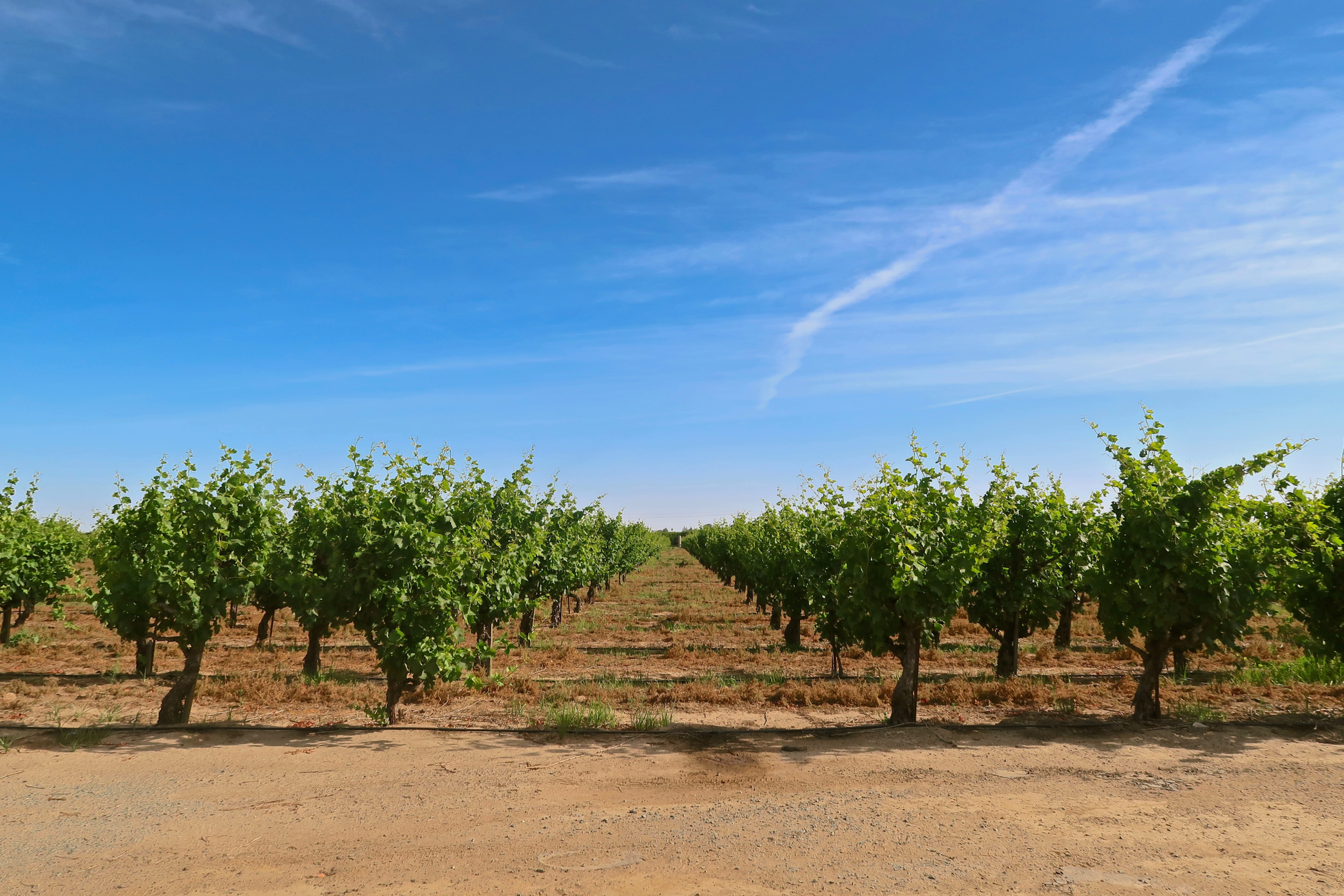 Winery