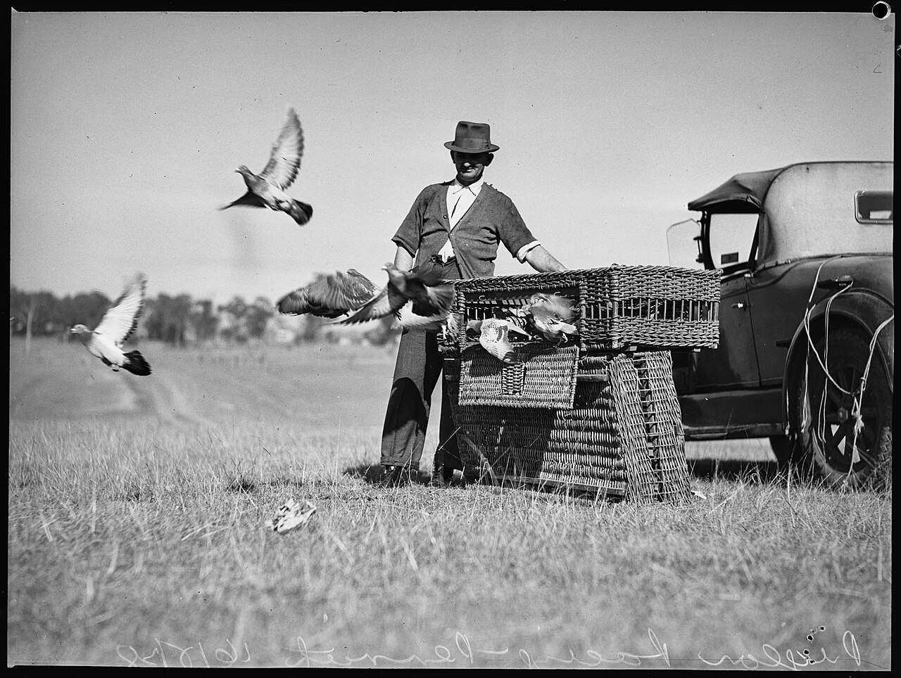 racing pigeon