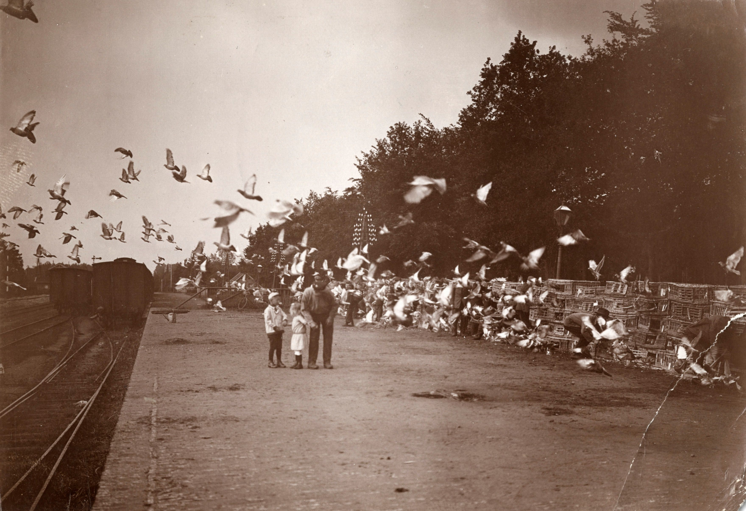 racing pigeon