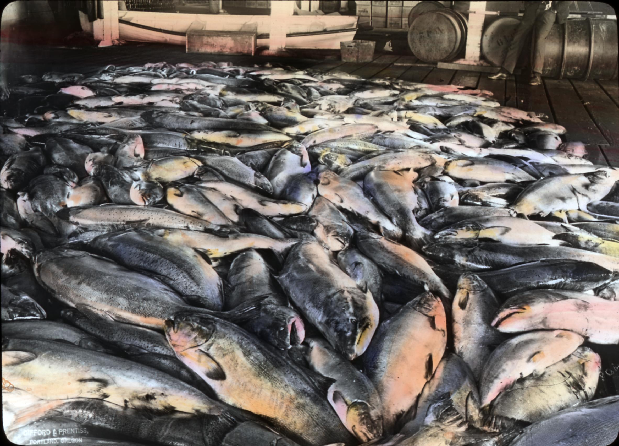 Cannery
