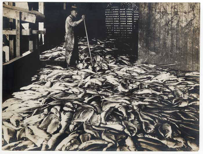 Cannery